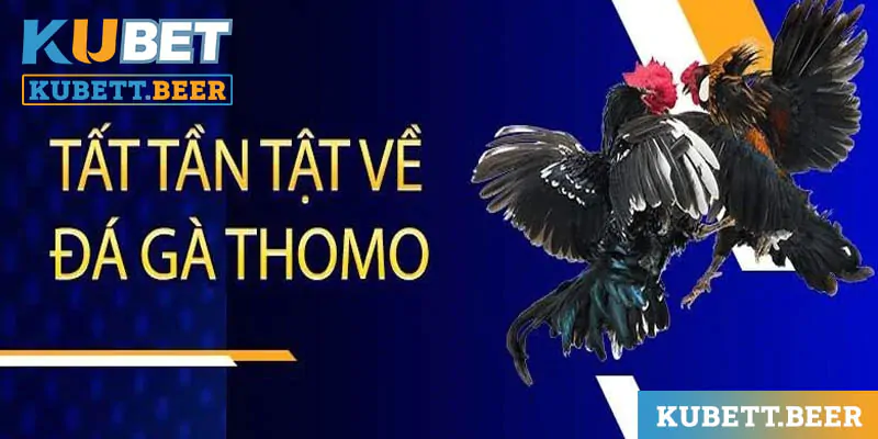 Đá gà Thomo chính là trường gà nổi tiếng nhất tại Campuchia